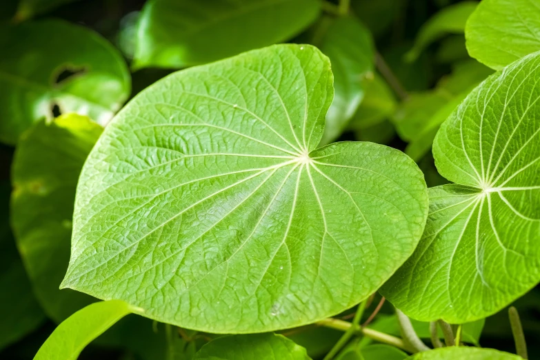 some leaves are all very green and thin