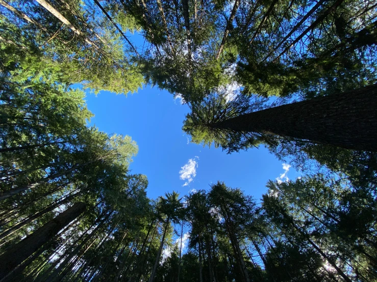 the view looking up into an assortment of trees