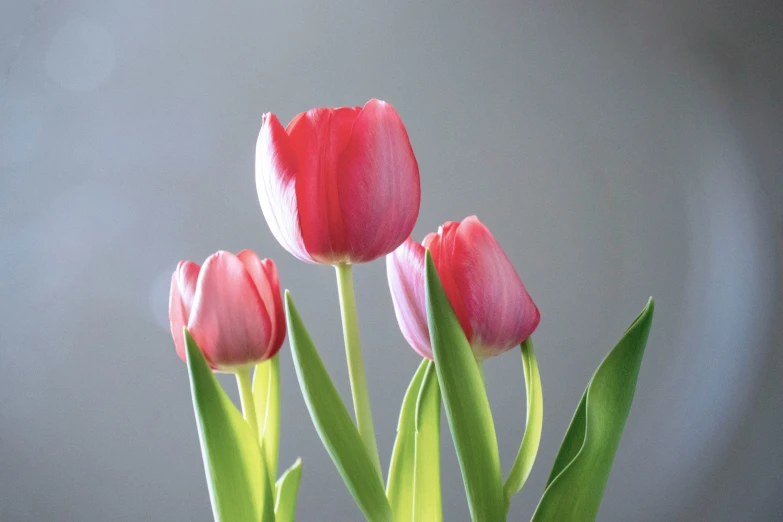 pink tulips in a blue vase against a gray background