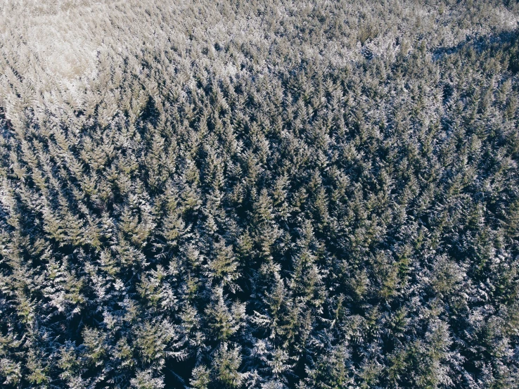 a landscape pograph with very small trees in the middle