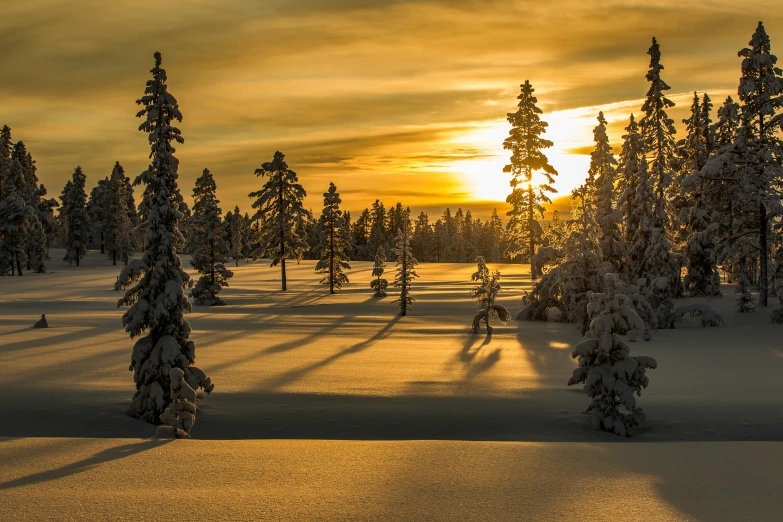 snowy forest and trees during sunset time