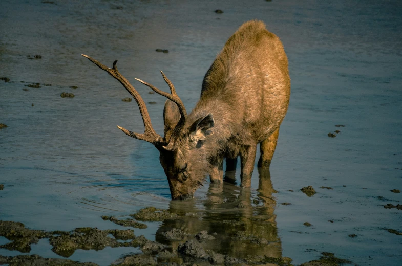 a large elk in the water drinking some water