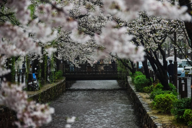 pink cherry blossomed trees overhanging an waterway