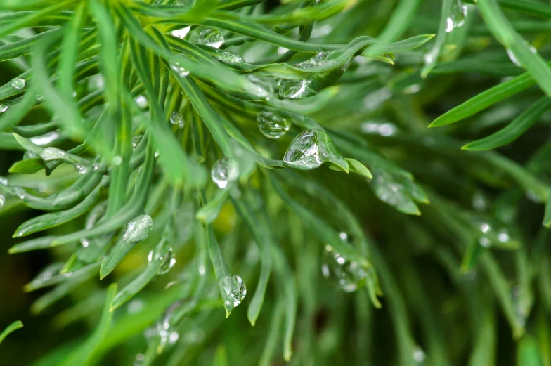 the nch of a pine with rain droplets on it