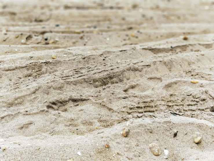 small shells sit on the sand at the beach