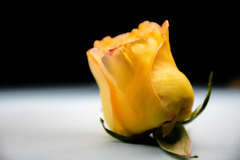 a single yellow rose that is sitting on a table