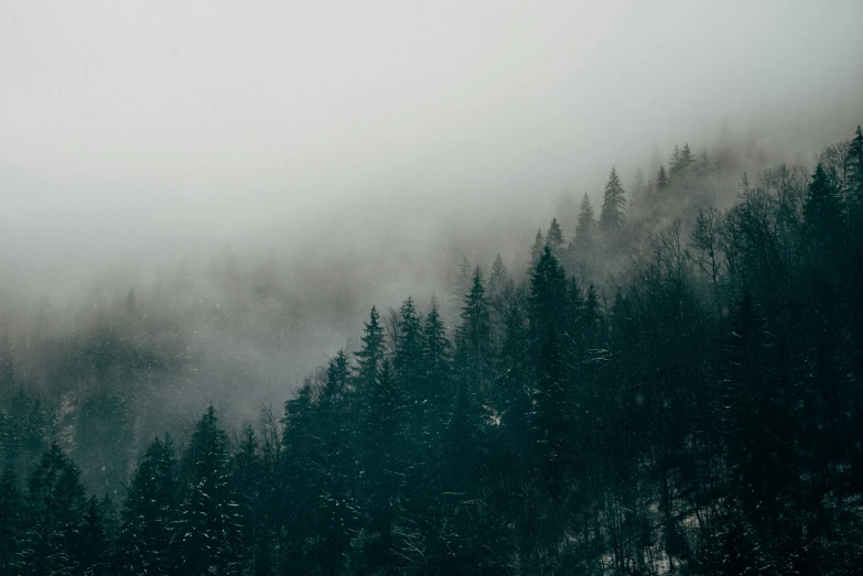 fog rolls around the trees from the top of a mountain