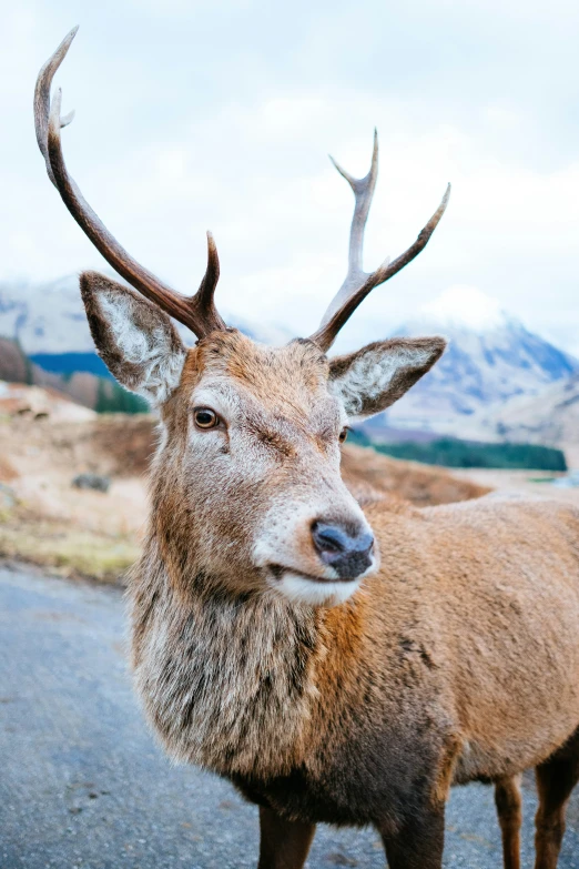 the elk is standing still and looking straight ahead