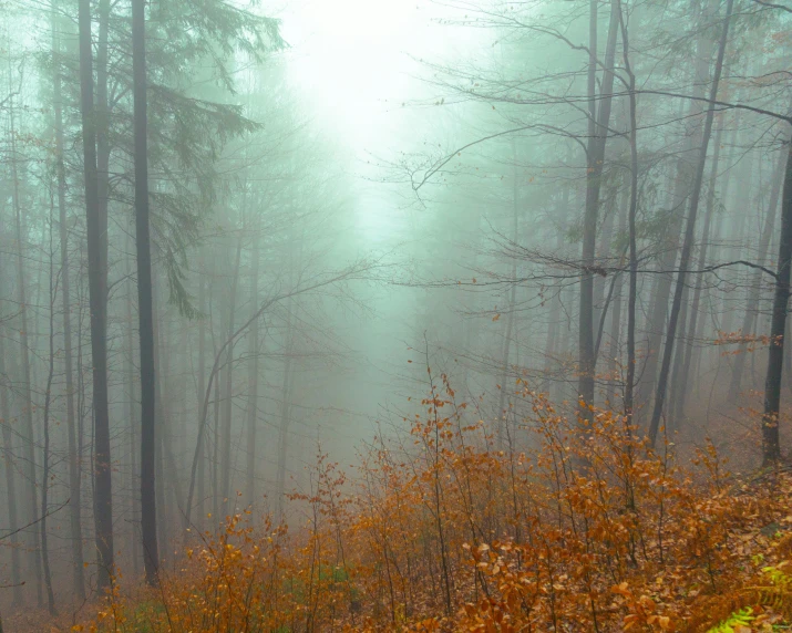 fog over a tree covered forest with autumn colored leaves