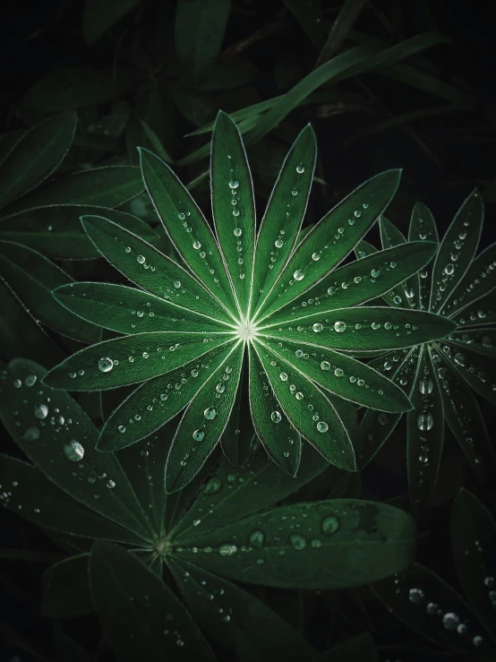 the water droplets are on the leaf and the leaves are green