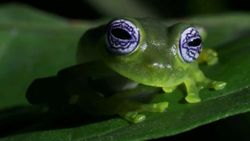 a little green frog is sitting on a leaf