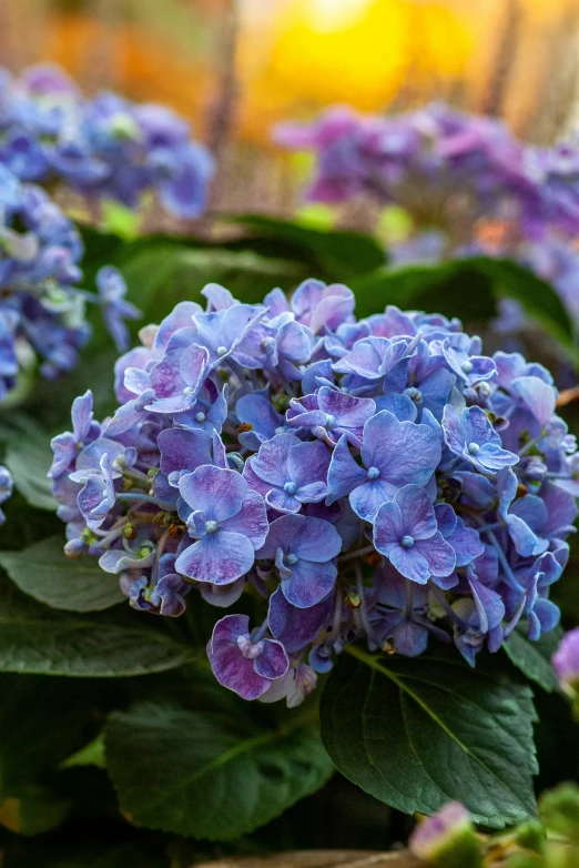 blue lilacs in a garden with green leaves