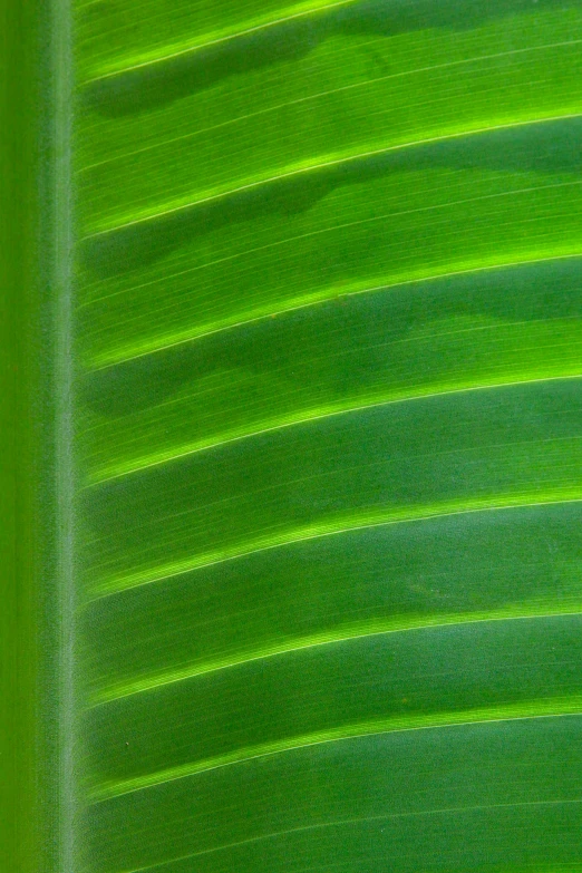 an image of the back side of a green plant