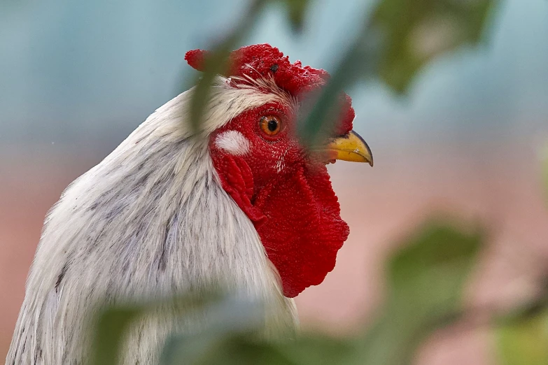 a rooster is standing in the trees and has a red head