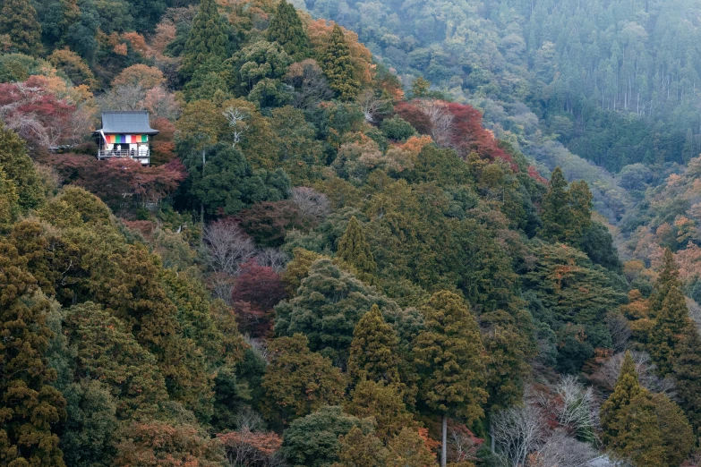 small house on the side of a hill surrounded by trees