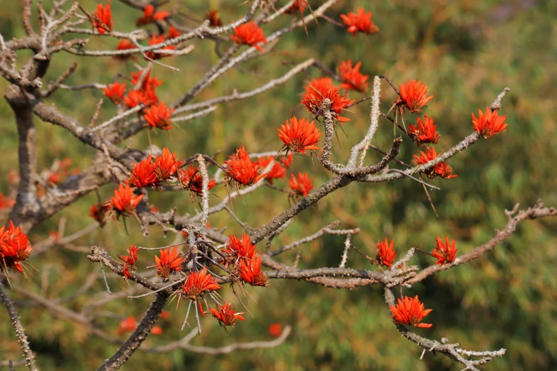 a small tree with red flowers and brown stems