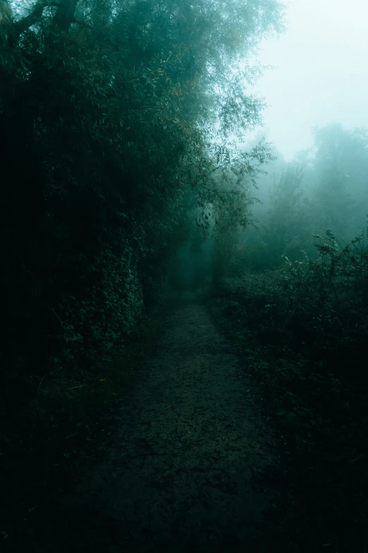 a trail winds through a thicket of green foliage