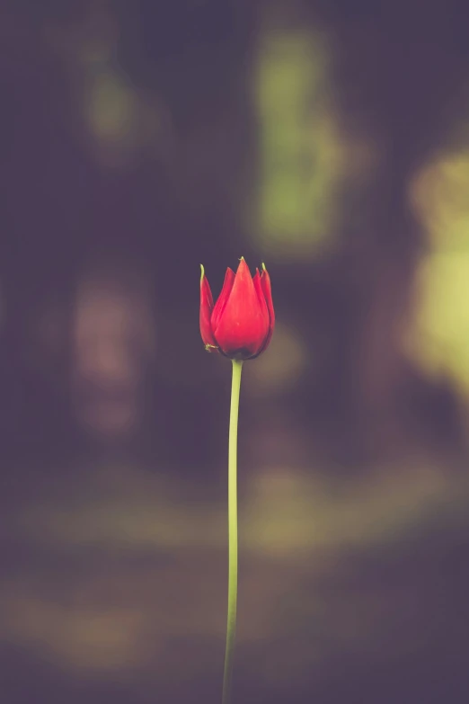 red tulip with blurred boke of background