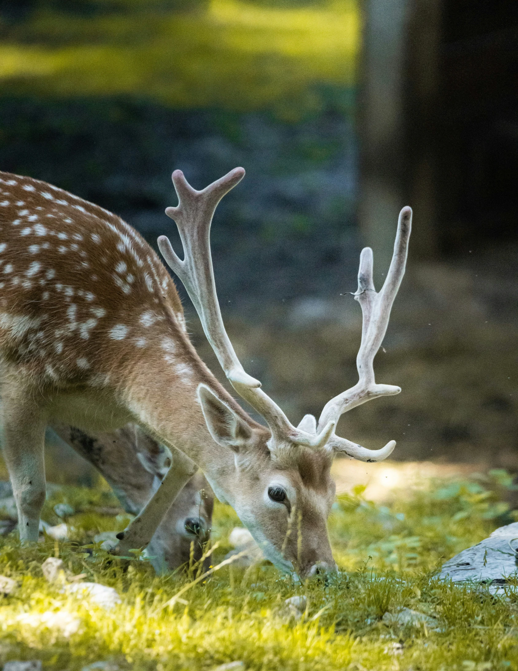 a white tailed deer with antlers grazing in the grass