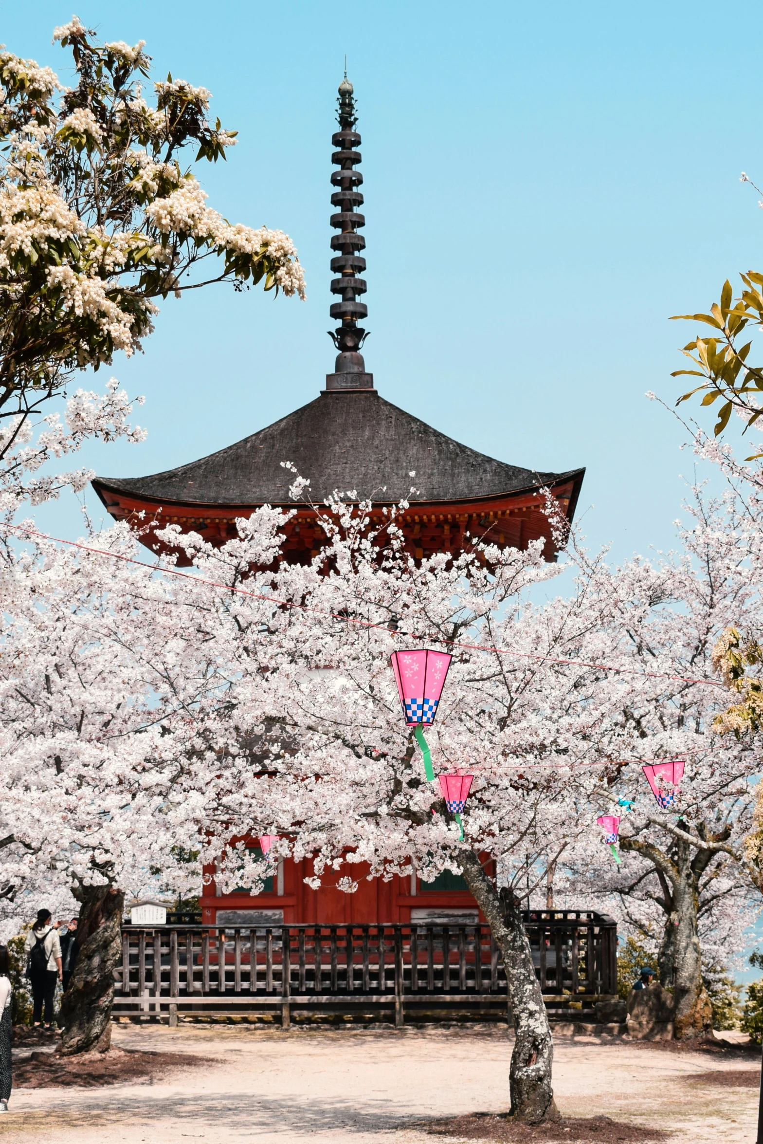 a tree with blossoms near a building