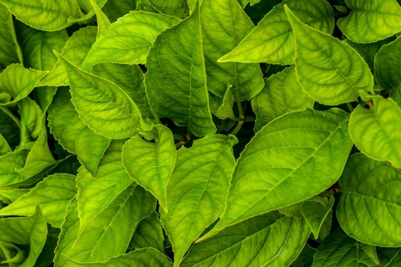 a close up of a lush green leafy bush