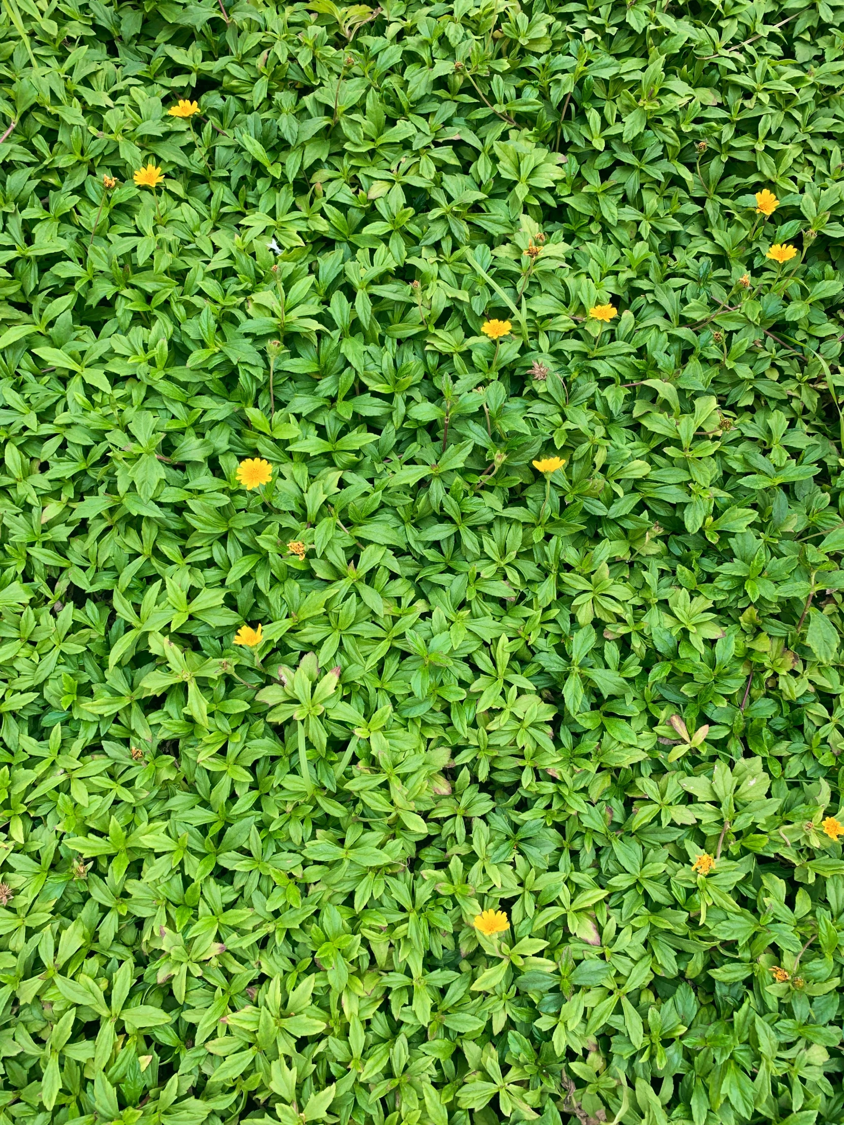 a very close up look at the leafy plants