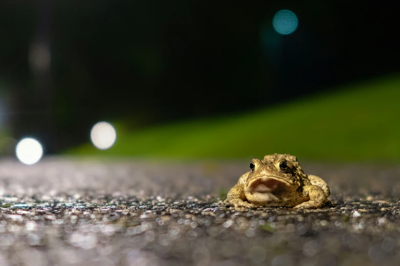 a toad sitting on top of a road next to a green grass field