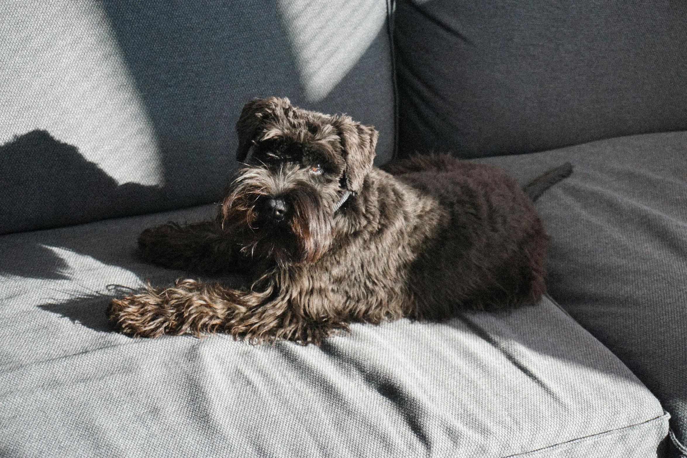 a gray dog resting on a cushioned couch