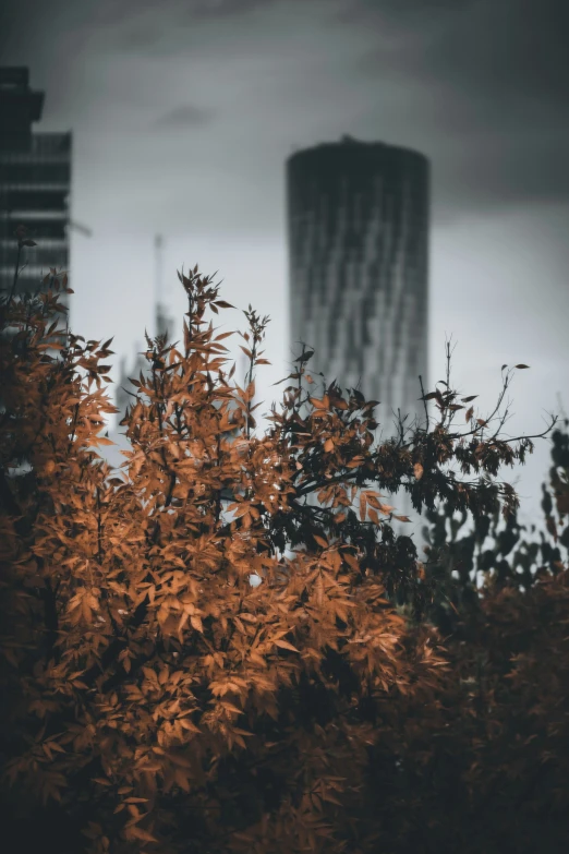 trees with the buildings behind them under dark sky