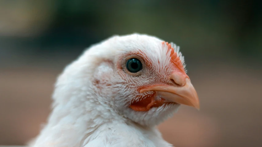 a close up image of the head of a chicken