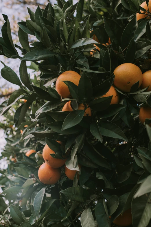 a group of oranges on trees with leaves