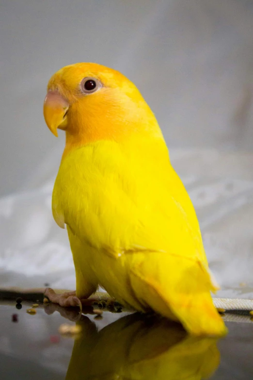 a yellow bird standing on top of a glass table