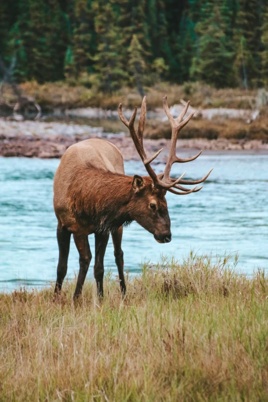 a large elk with very large horns is standing by the water