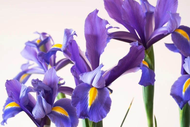 some purple and yellow flowers on white background