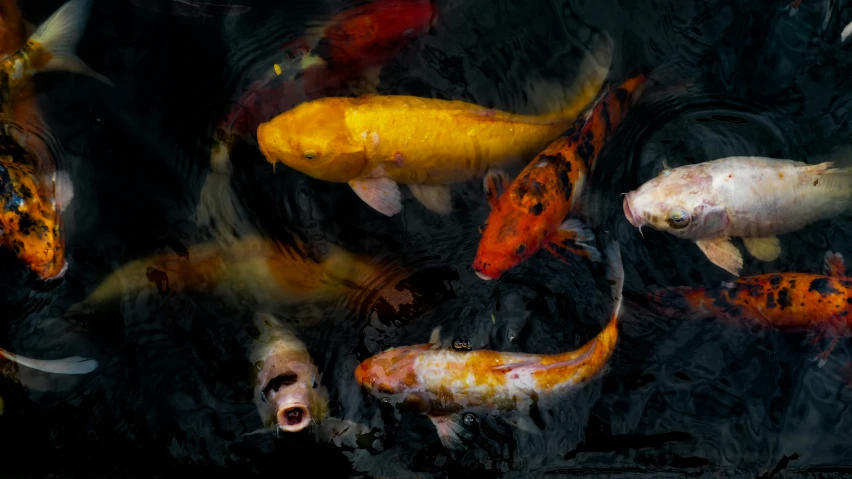 many different koi fish are swimming in the pond