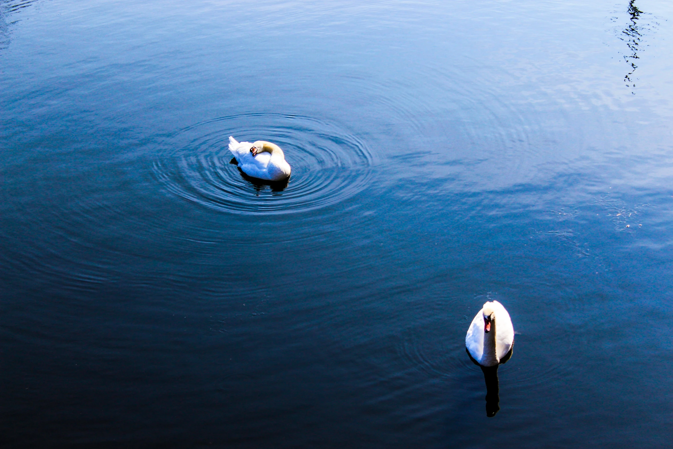 two swans swimming in the water near each other