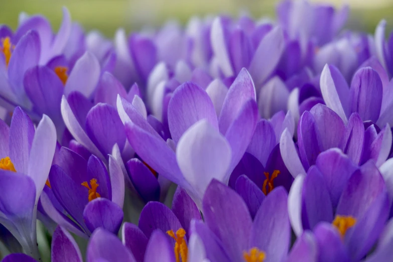 the flowers have tiny purple petals with yellow centers