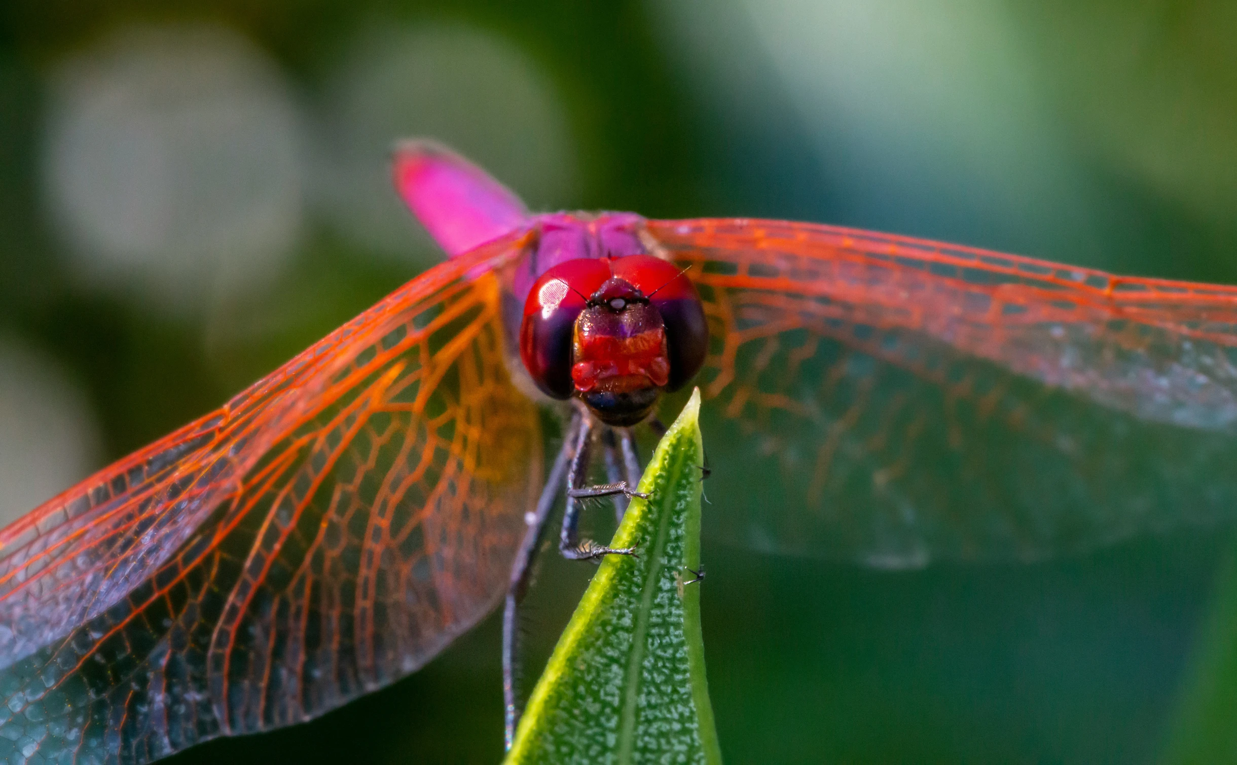 a dragon fly rests on a leaf in the jungle