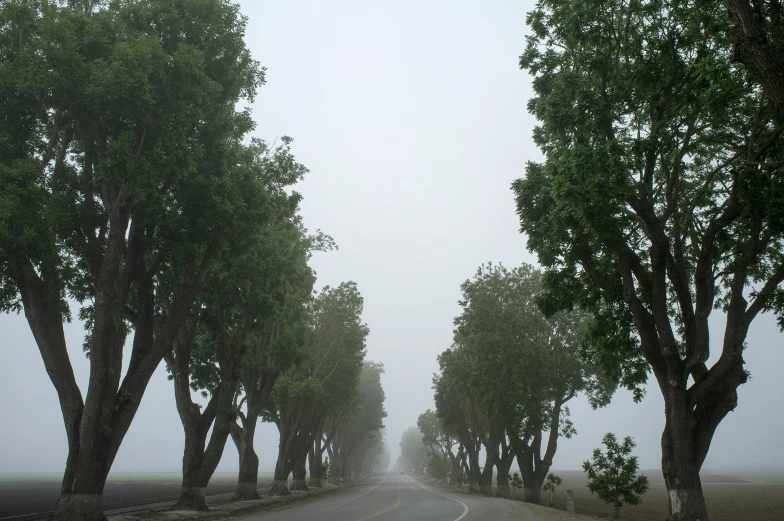 an empty street lined with trees and cars