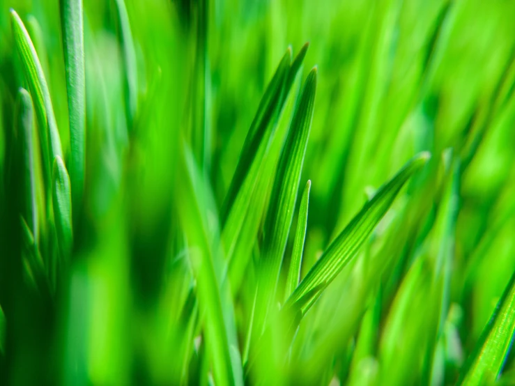 green blades of grass that looks like blades from a bird