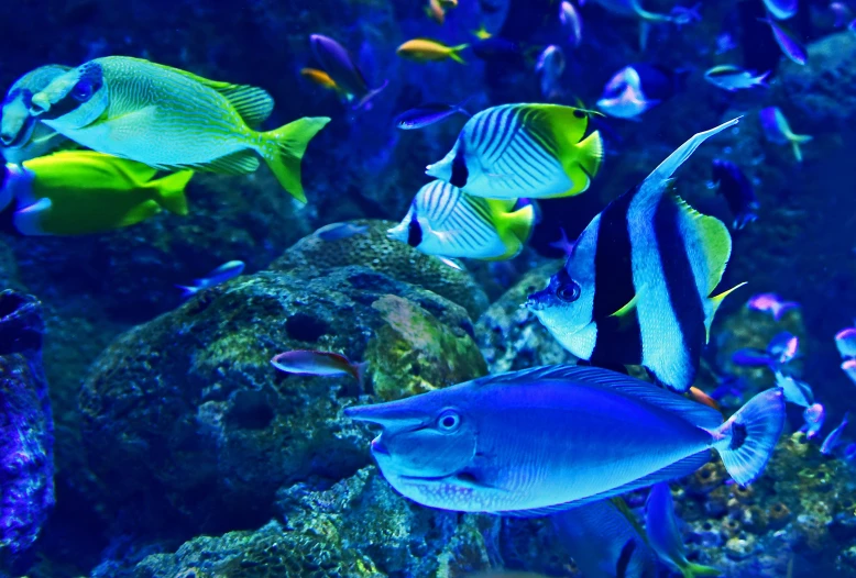 an aquarium filled with fish in a large tank