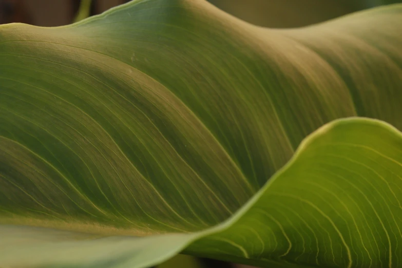a green leafy plant has a large brown and yellow stripe