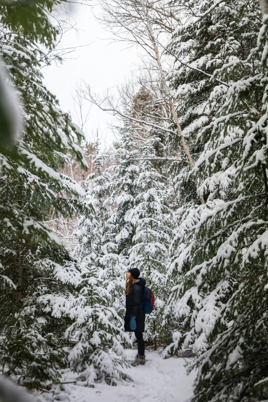 a couple is walking through the trees on a snow trail