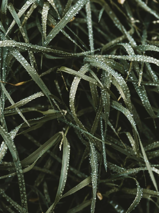 water drops on the surface of green plants