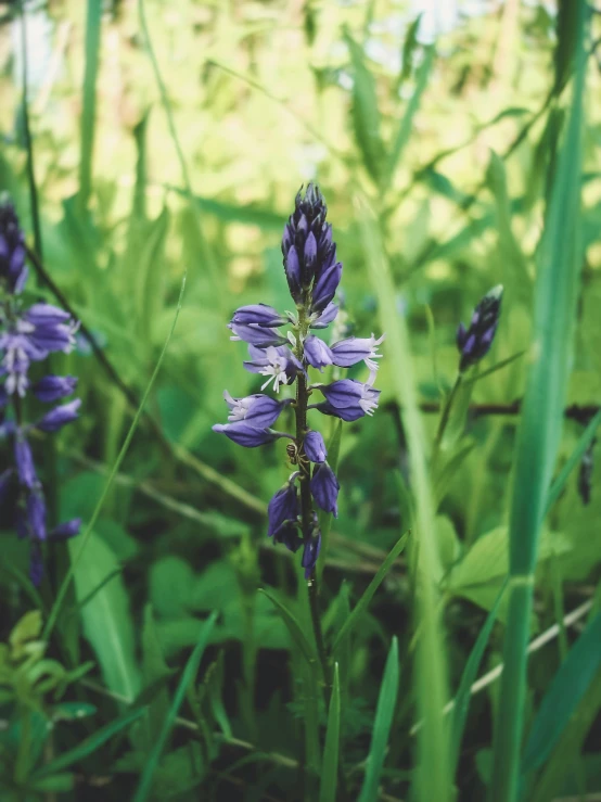 a blue flower grows among some very green grass