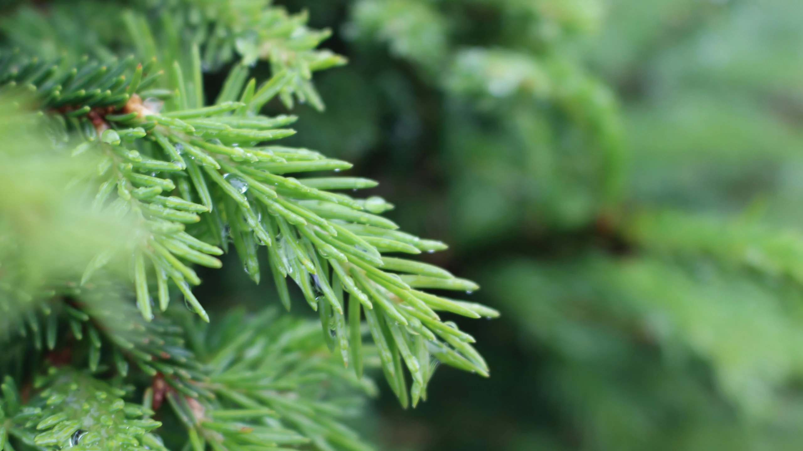 this is closeup of a tree with a lot of green needles