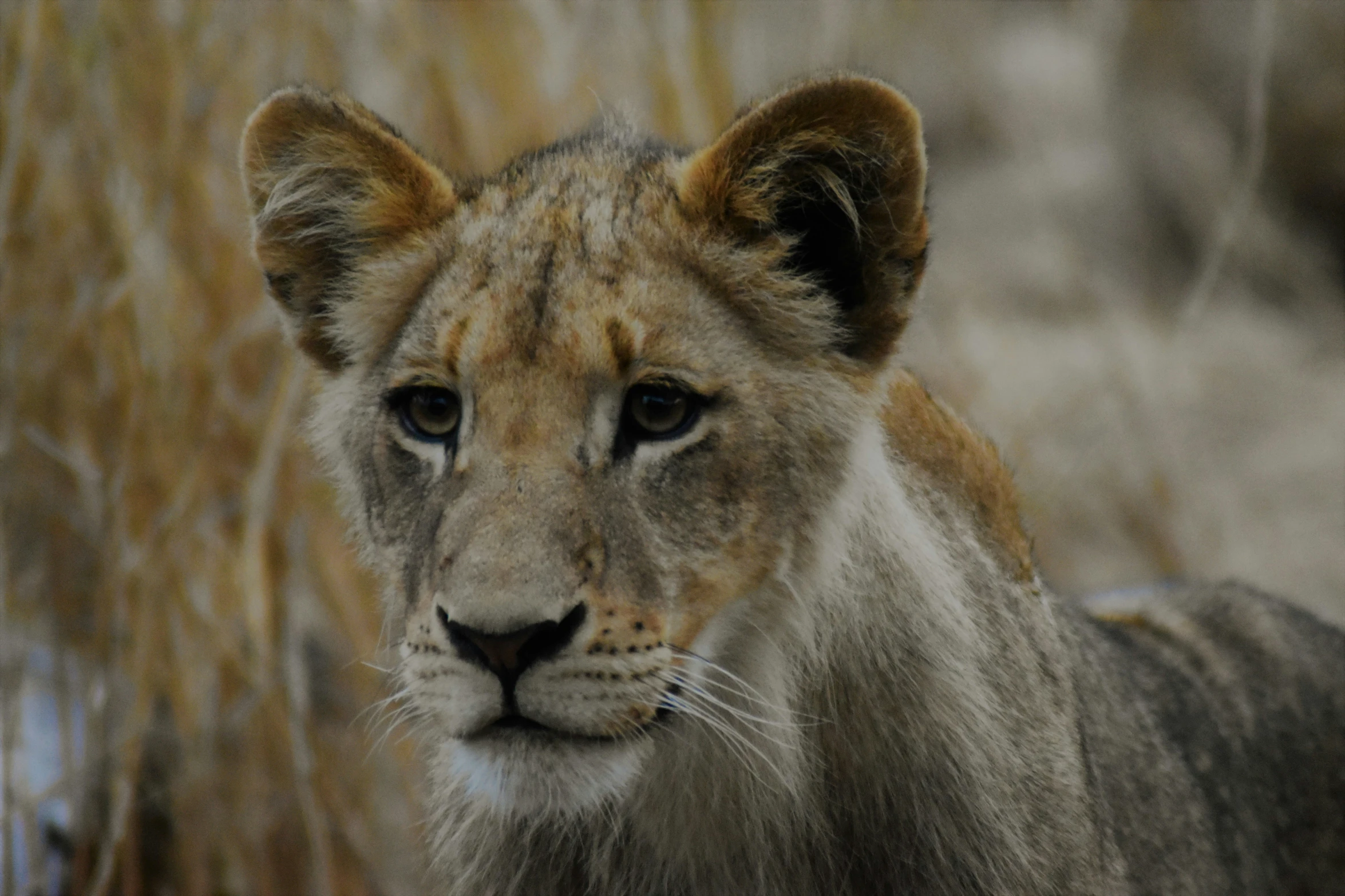 a lion is looking straight ahead while standing in the wild