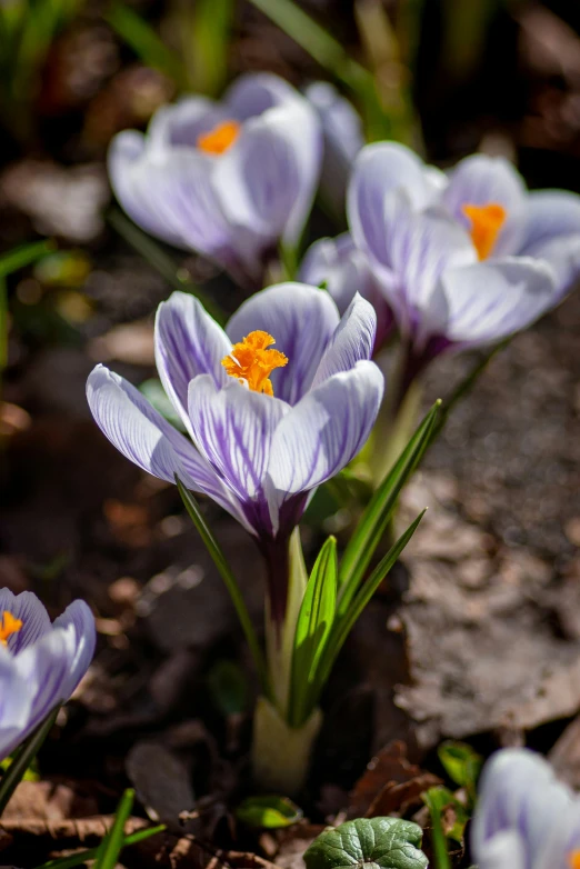 several purple crocus grow together on the ground