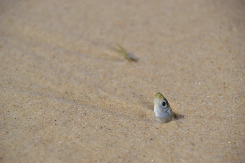 an adult bird walking through the sand