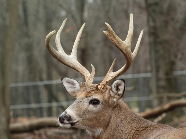 there is a white tailed deer with horns